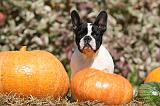 BOULEDOGUE FRANCAIS 1268
